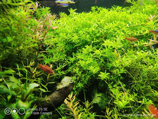 联想z6青春版参数及价格,联想z6青春版与realme青春版