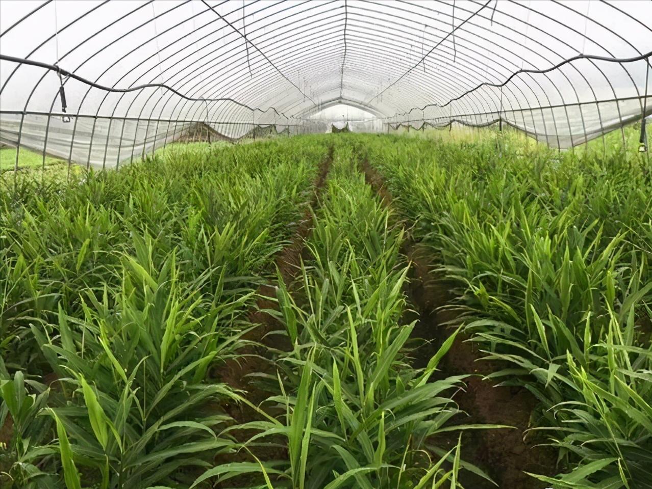 苦瓜套种大田怎么种植,苦瓜套种莴笋技术视频