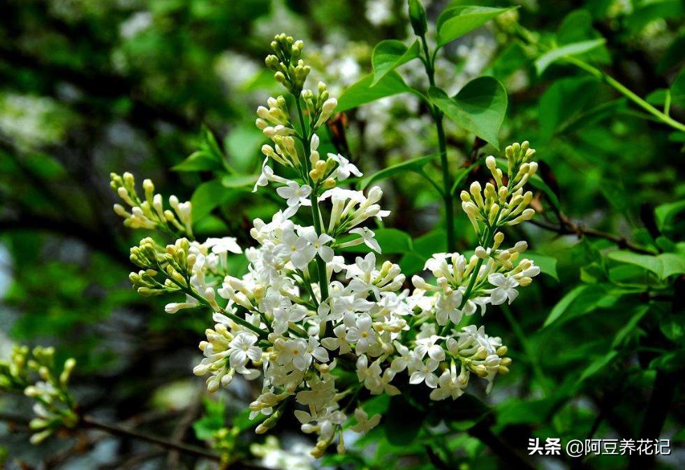 木樨科的花花“真乖”,一朵朵开花不断,越来越爱