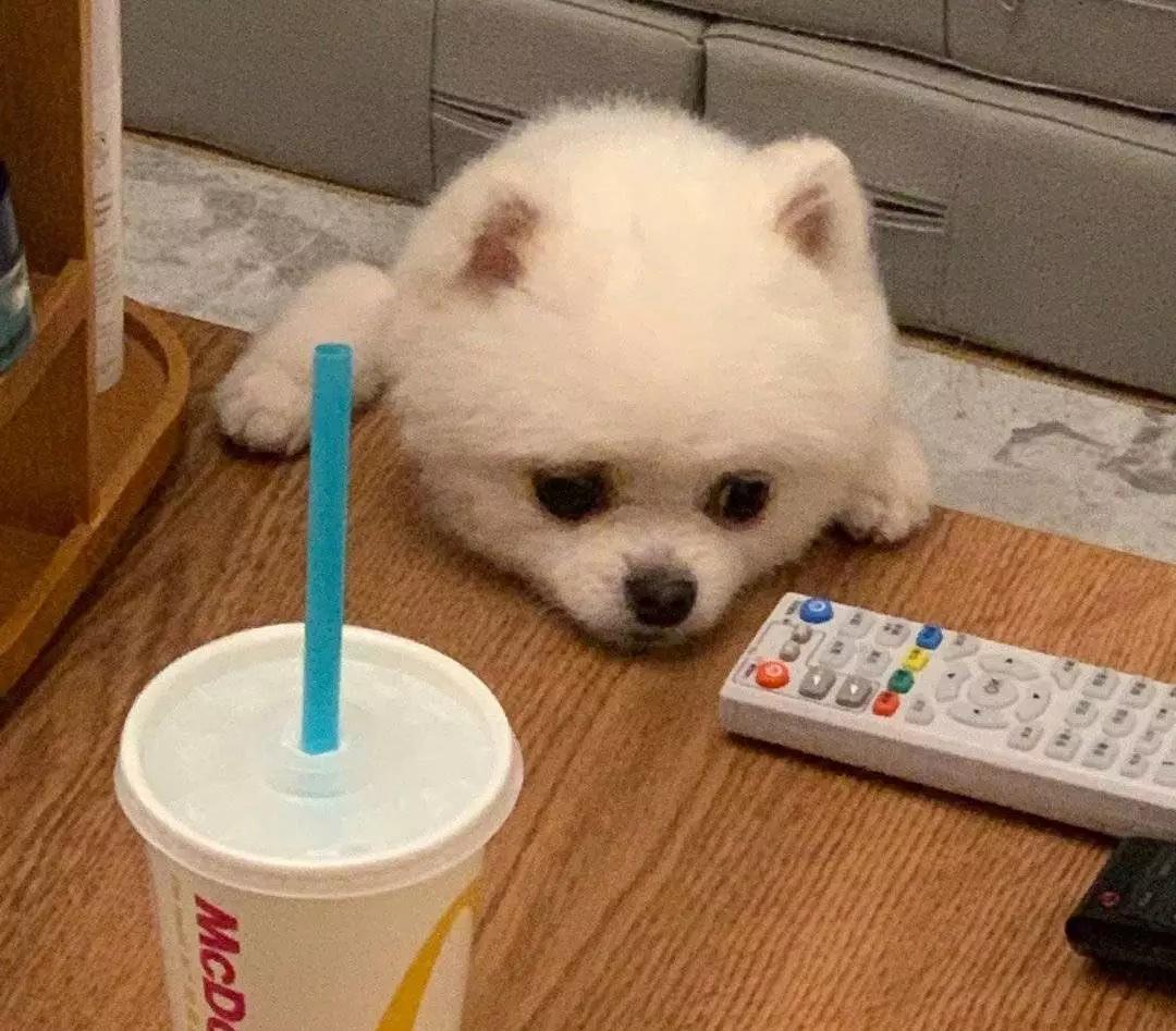 铲屎的都是因为啥和狗吵架，原谅我笑出了声