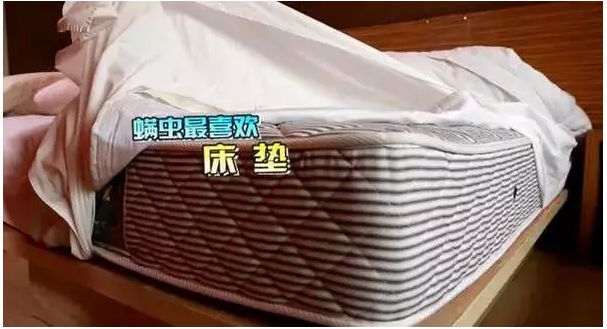 螨虫的天敌和去掉螨虫的方法,怎么去除螨虫和螨虫的尸体