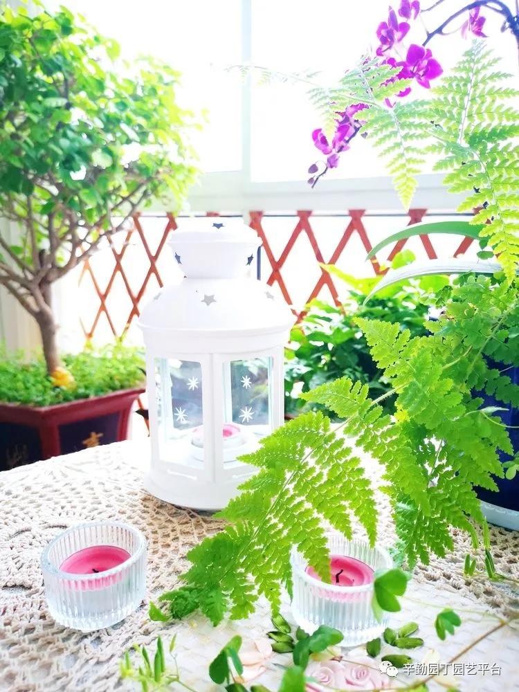 （2021）园丁奖阳台组《008号》星星的花园