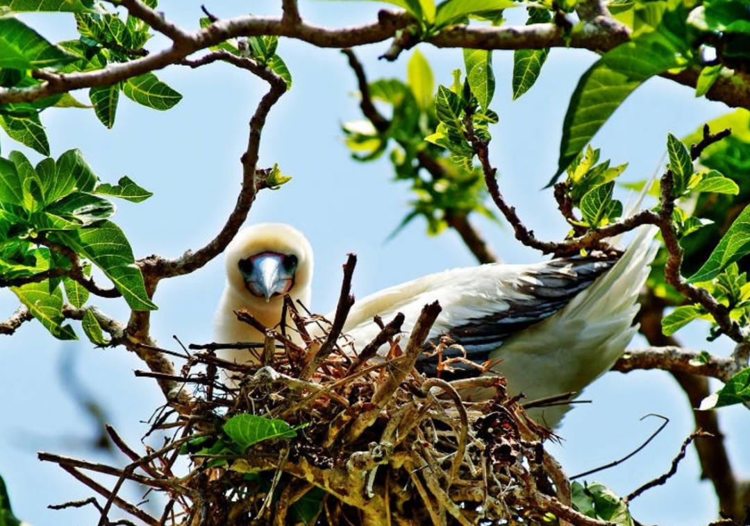 西沙东岛野牛群是从哪里来的,西沙东岛有多少野牛