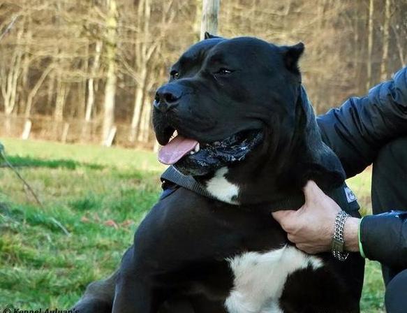 卡斯罗为什么几乎没人养,为什么不能养卡斯罗