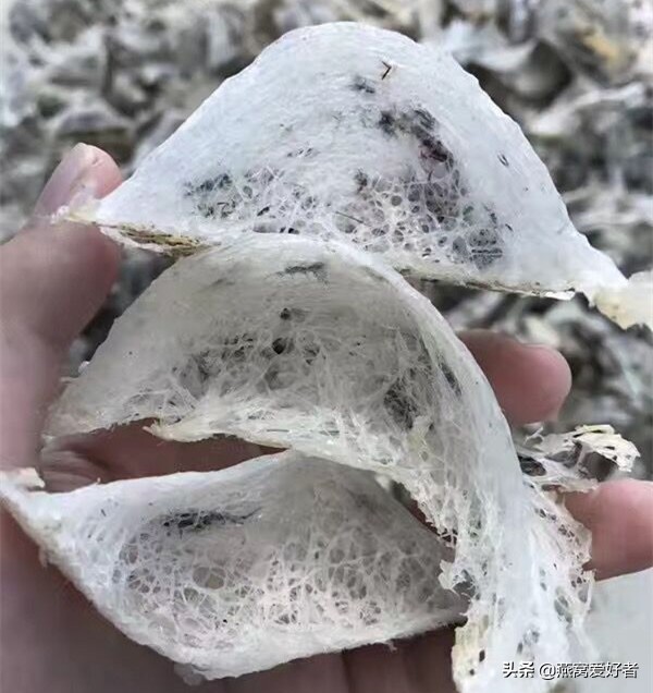 燕窝常识大全讲解,燕窝的100个基础知识