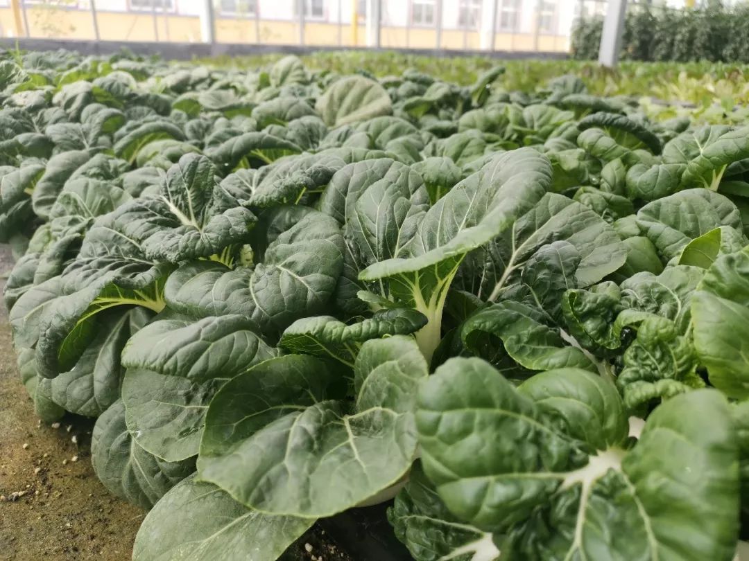 无土栽培和土壤种植技术研究所,农业无土栽培技术培训