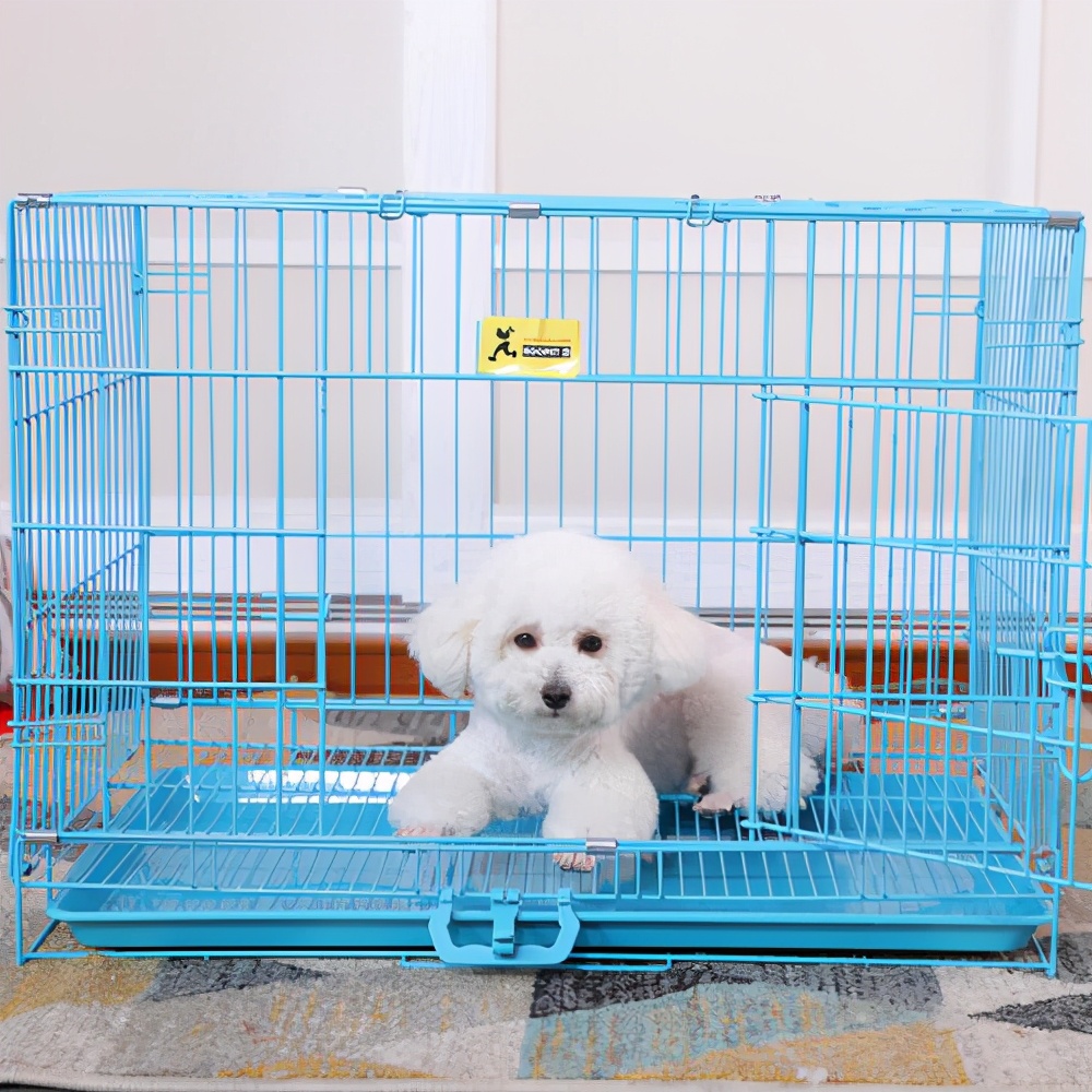 泰迪犬忌讳食物,养泰迪7大禁忌劝你别犯