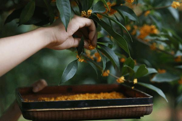 紫薯糯米糍粑荔浦芋头,正宗广西荔浦芋头糍粑