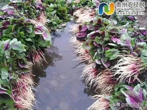 湖北省优质农产品产销对接会,产销对接蔬菜直供超市