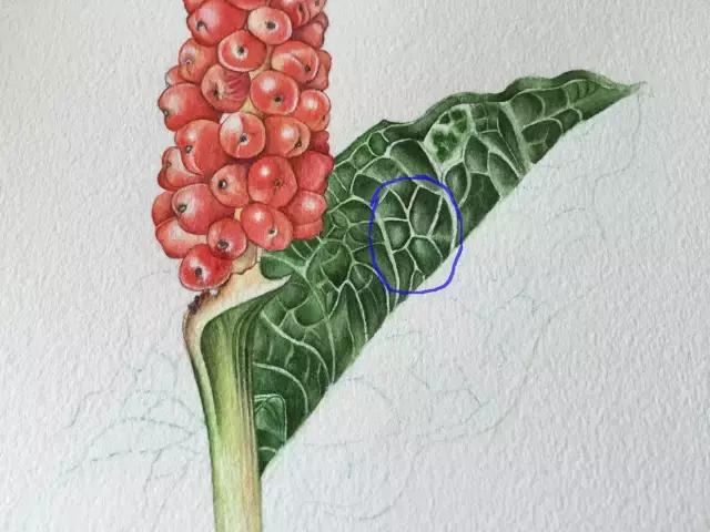 水彩密密麻麻的树叶怎么画,水彩画教程入门叶子