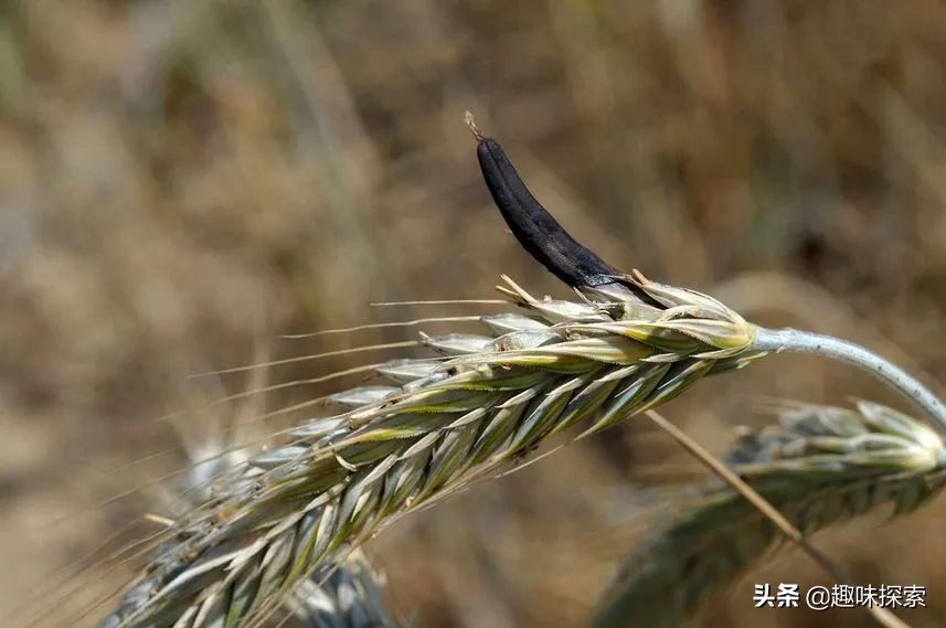 农村常见的蘑菇哪些能吃,吃蘑菇的季节完整视频
