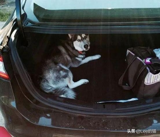 安检行李箱猫猫,机场海关抓到偷渡人员