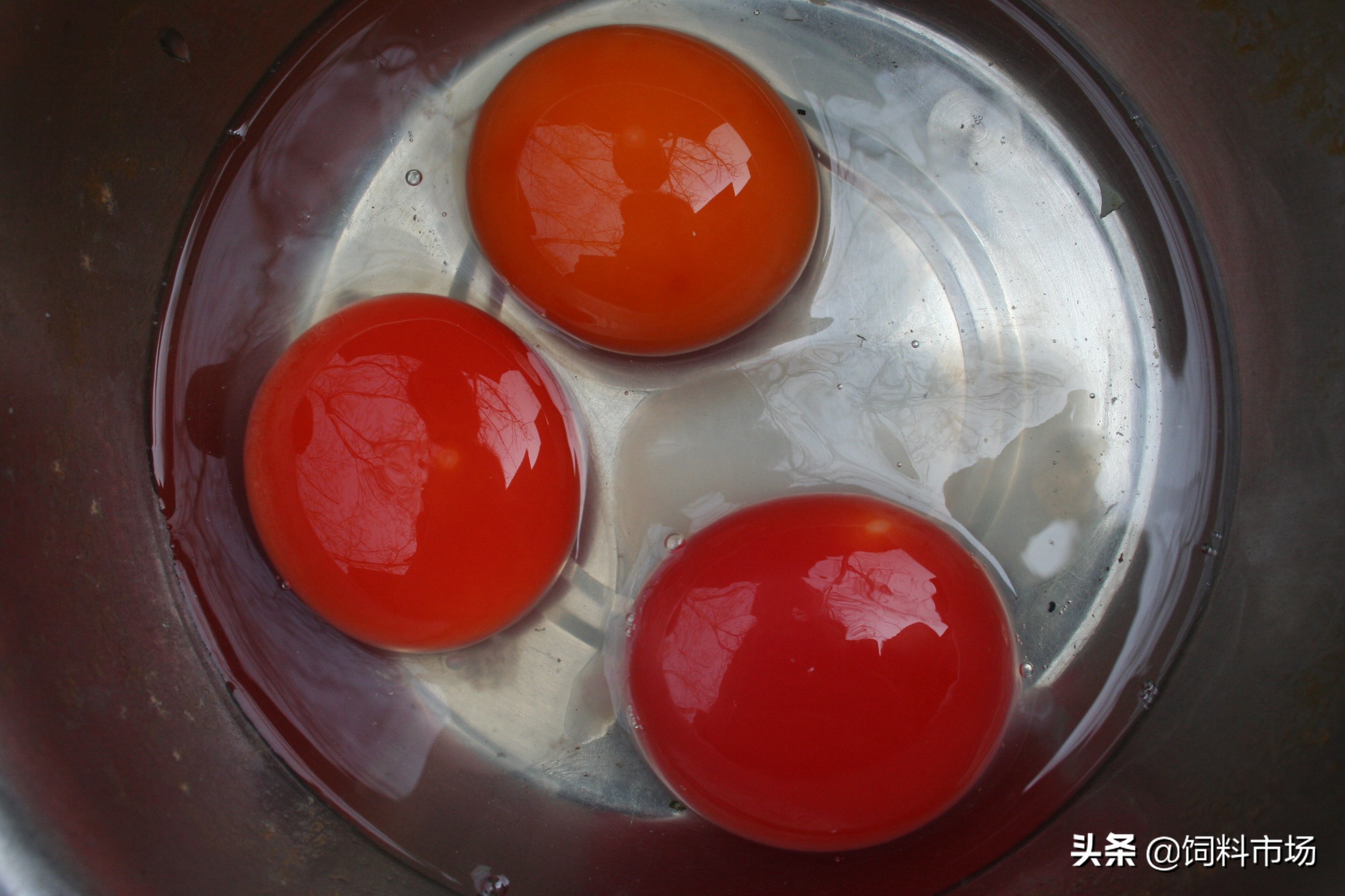 麻鸭肉质紧实鲜嫩美味,细长脖子麻鸭