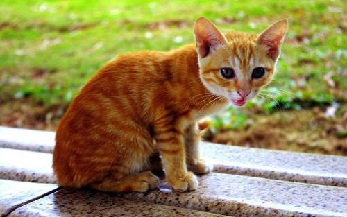 什么品种的猫咪可爱好看又好养,新手养猫选择哪种高颜值猫咪