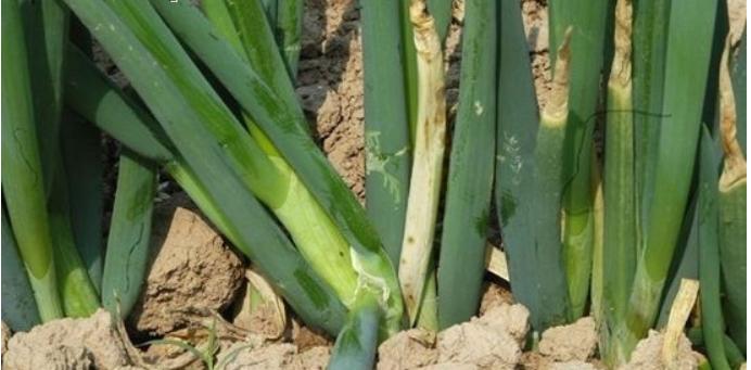 大葱黄叶干尖掐掉可以吗,大葱黄叶干尖打什么药