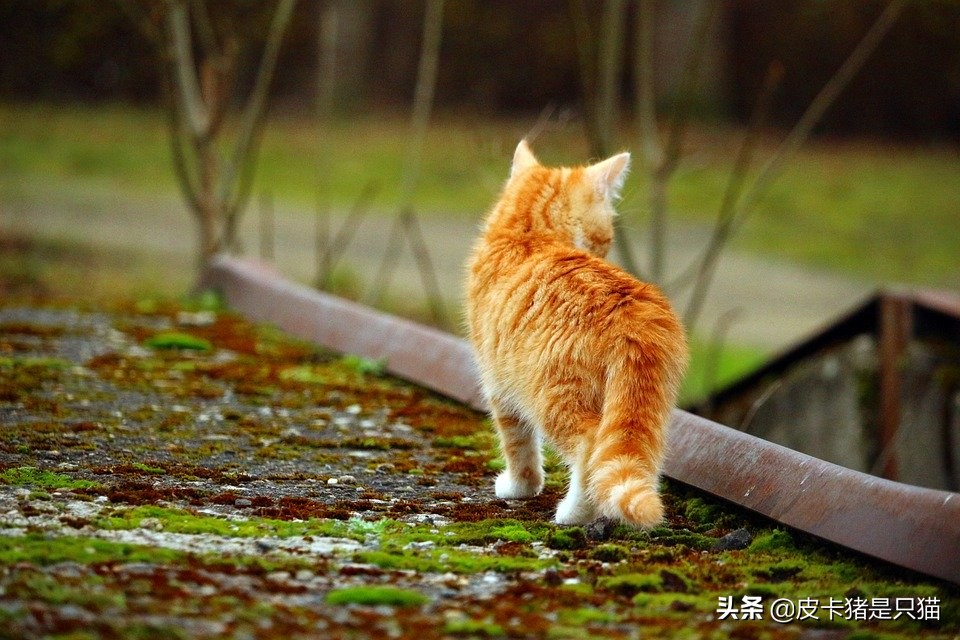 猫咪做完骨折手术应该注意什么,猫咪骨折的地方