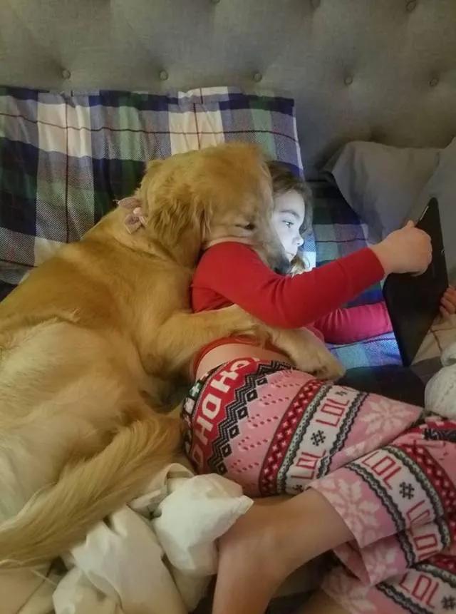 怎么惹金毛生气,金毛惹主人生气