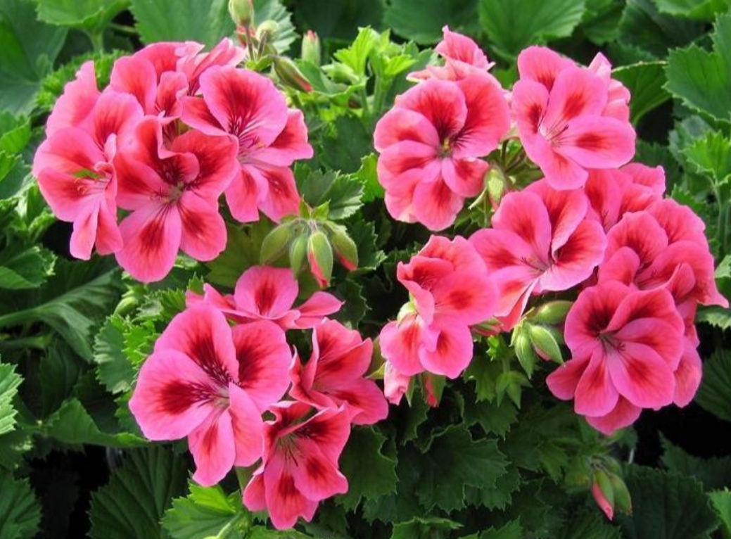 天竺葵苹果碗四季开花吗,天竺葵哪个品种四季开花又好养