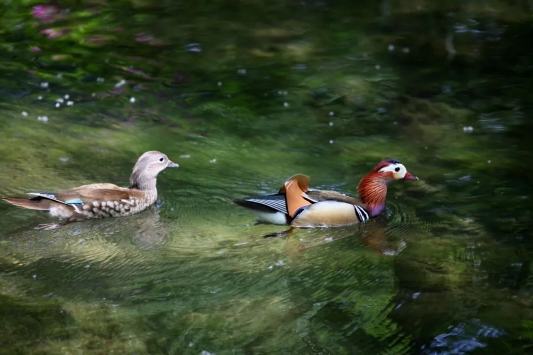 欣赏西湖的全景太美了,西湖美景实在美怎么也看不够