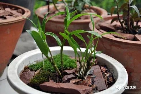 石斛兰用苔藓包着水培不烂根吗,香水石斛兰烂根重栽怎么浇水
