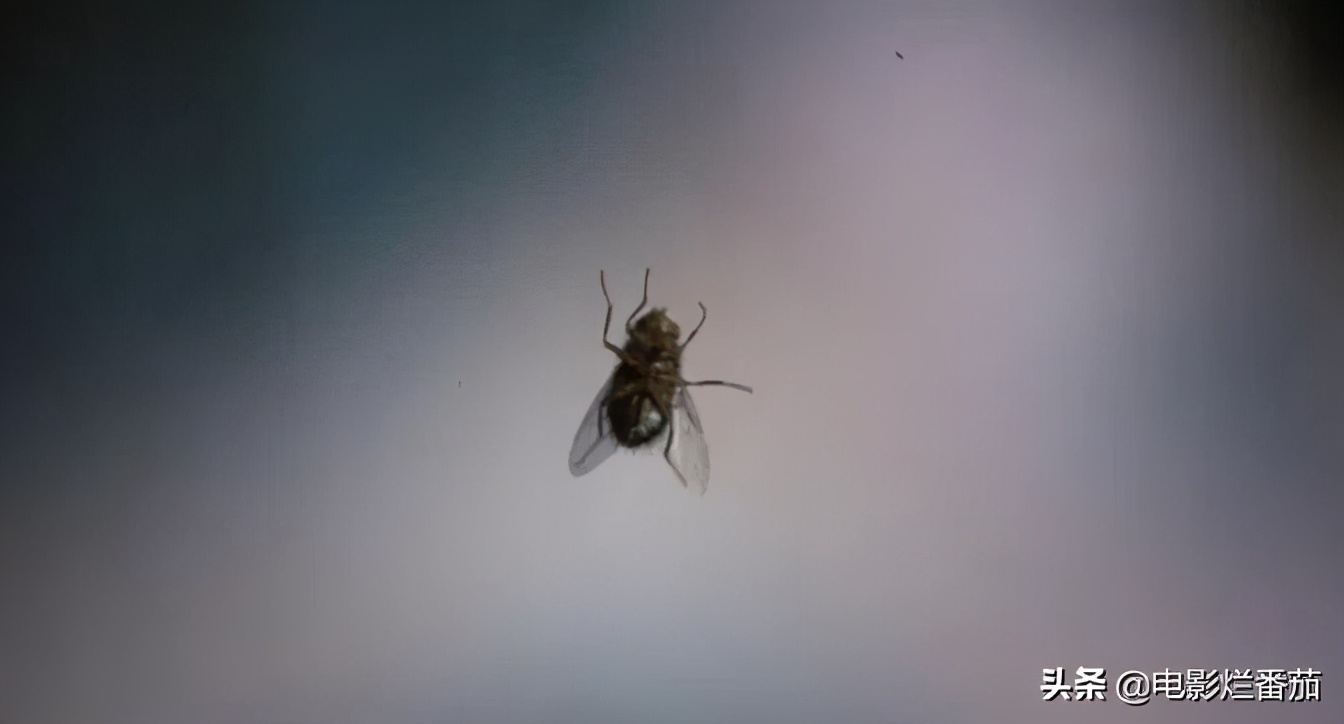 36年前的鬼片,36年前的悬疑惊悚电影