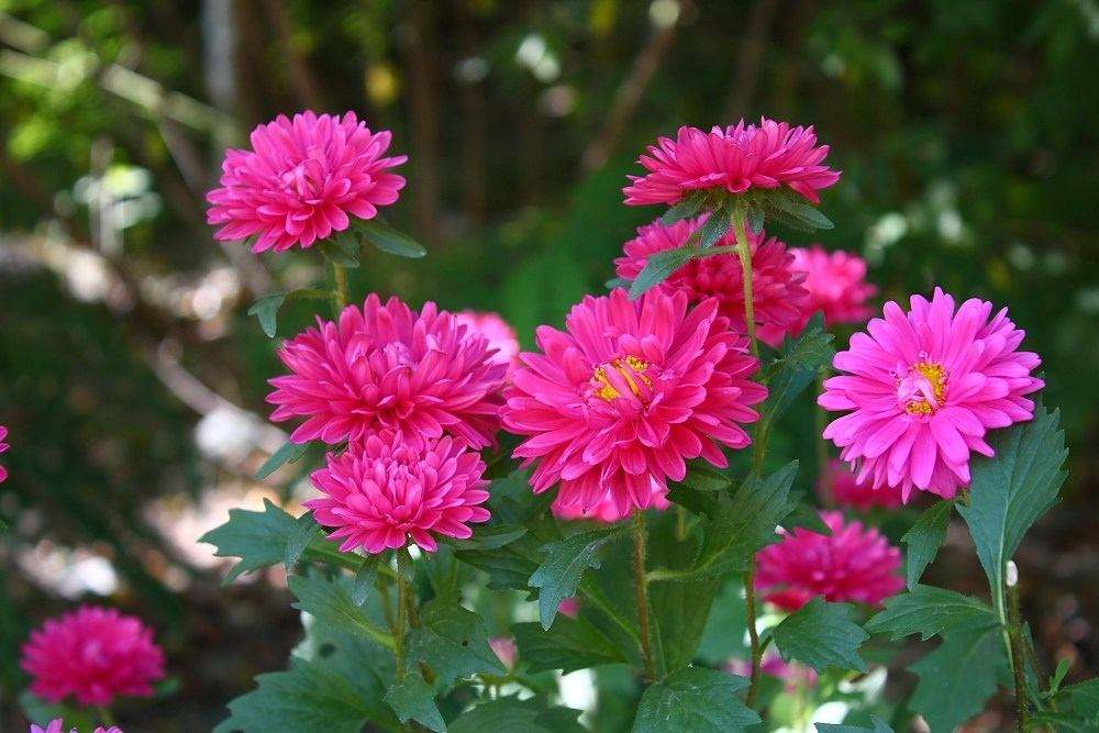 花语大全100种花的花语,100种象征着爱情的花的花语