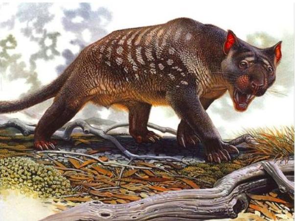 为什么哺乳动物体内构造相同,为什么哺乳动物都有睾丸