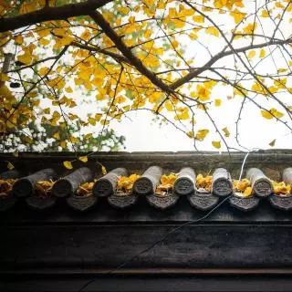 老舍作品《住的梦》朗诵倪建平