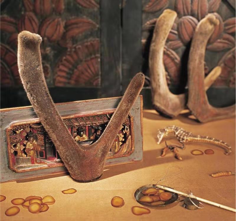 梅花鹿和梅花图片,母梅花鹿有鹿茸吗