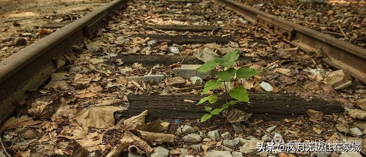 济南的法国梧桐,济南梧桐树美景