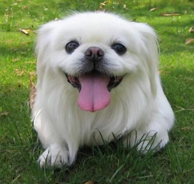 京巴犬为什么是土狗,京巴犬为什么现在没人养了