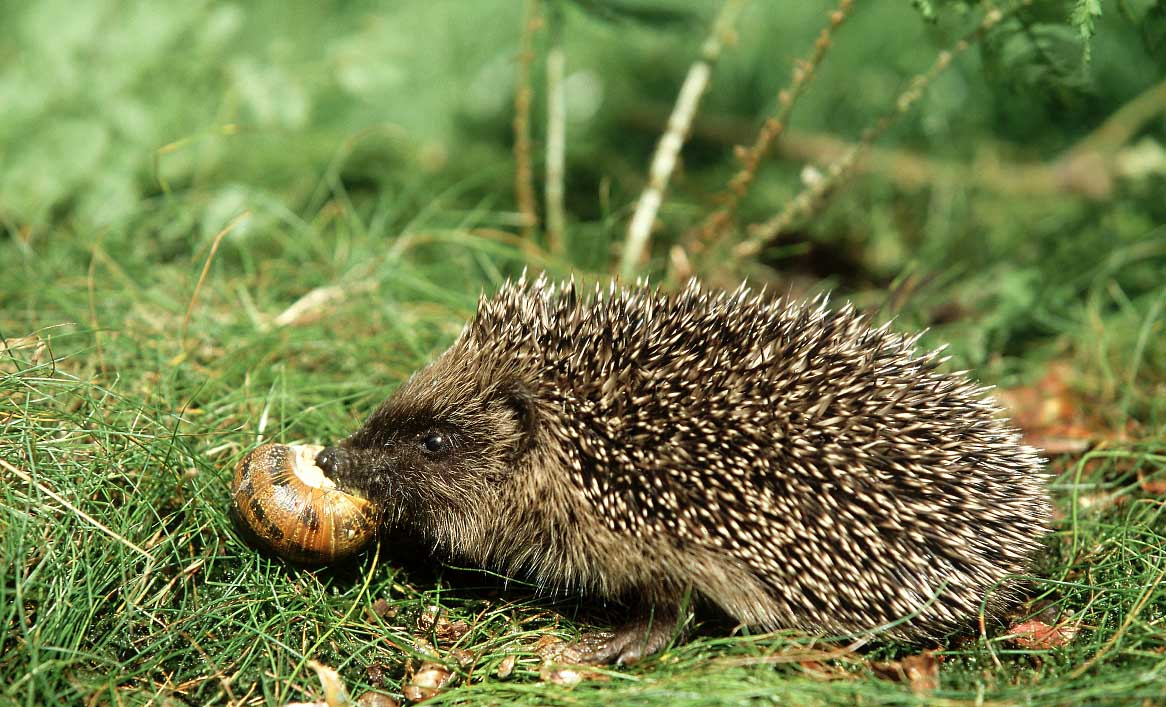 小刺猬奏鸣曲2,小刺猬奏鸣曲钢琴曲