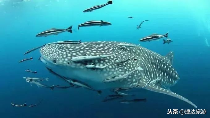 普吉岛斯米兰六日游,普吉岛斯米兰旅游攻略7天