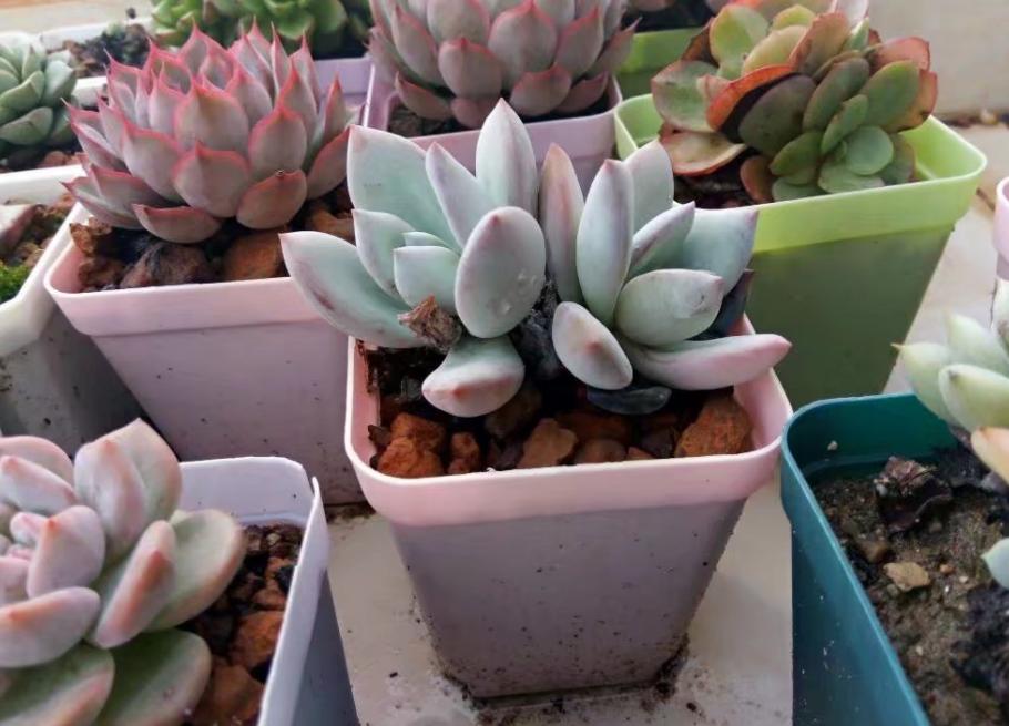 梅雨季，多肉盆栽爱徒长穿裙子、褪色，该怎么办？