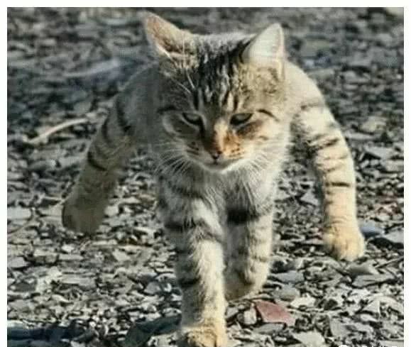 猫咪随时随地都能睡着的神奇生物,猫咪是一种特殊的液体你知道吗