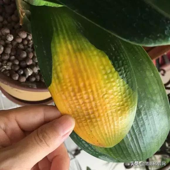 妞嶇墿鍡栧棖闀跨垎鐩嗕笉榛勫彾,鍏绘鐗╀竴涓槦鏈熶笉姝荤殑绉樻柟