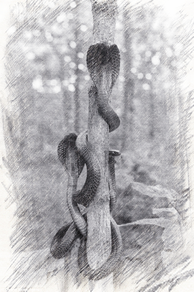 为什么抓到眼镜王蛇要放生,最大眼镜王蛇放生