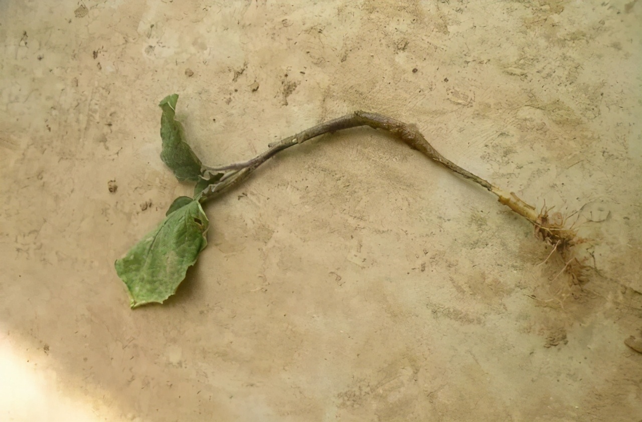 茄子长在树上腐烂了是什么毛病,茄子秧苗根腐病怎么治