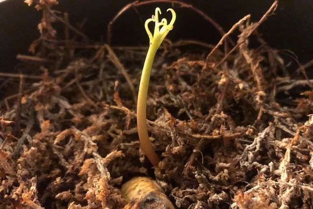 用芒果的种子怎么培养,在花盆里种芒果树能不能长果子