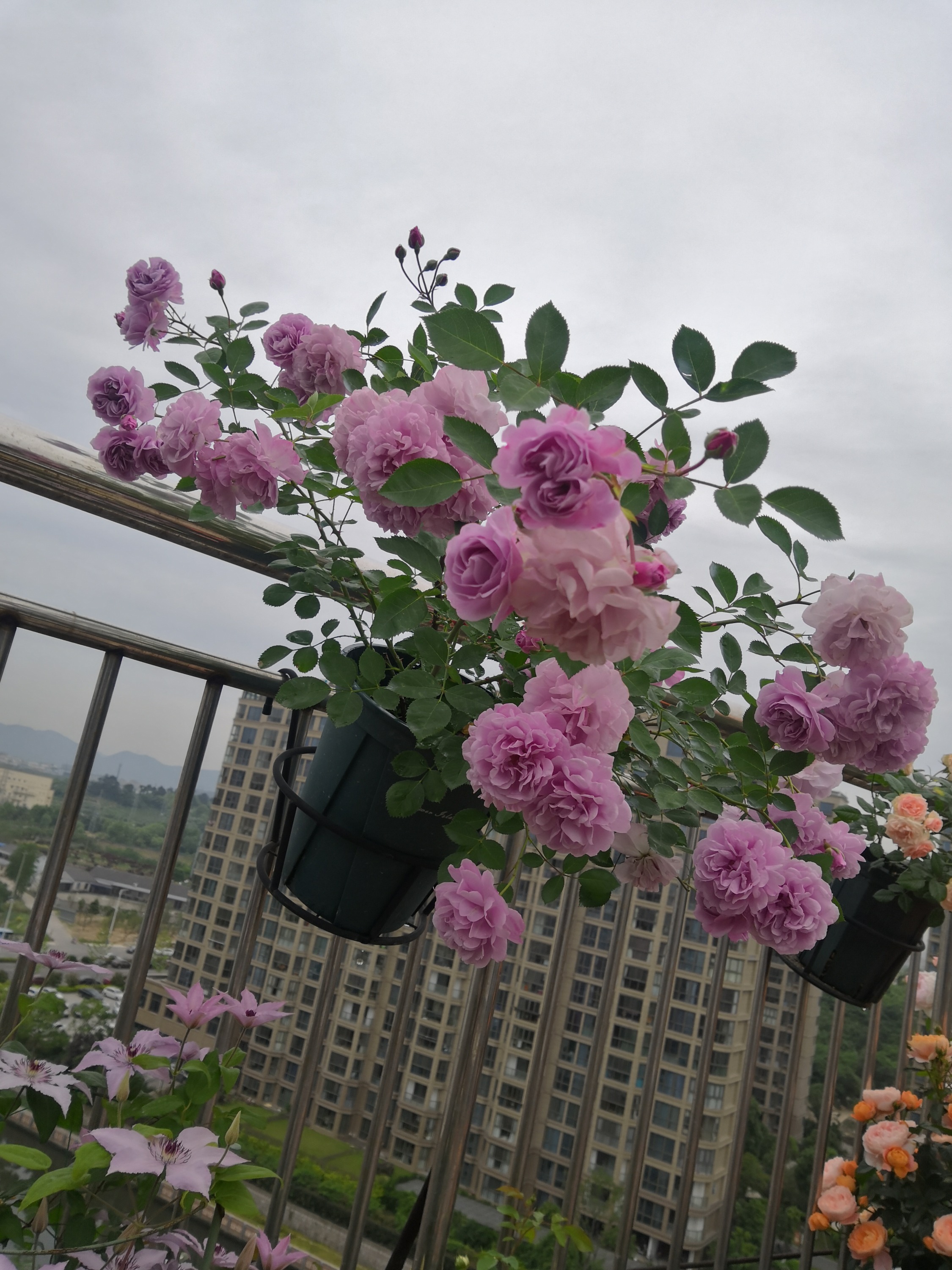 7种小型藤本植物，能在阳台上养，花量巨大，花期长，阳台变花园