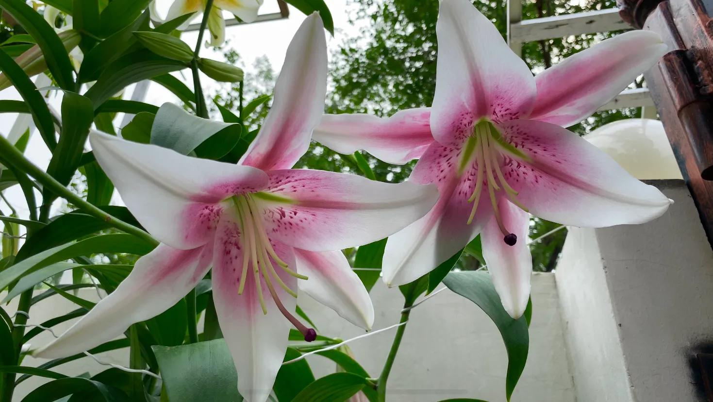 百合品种怎么选,北方花园适合种什么树