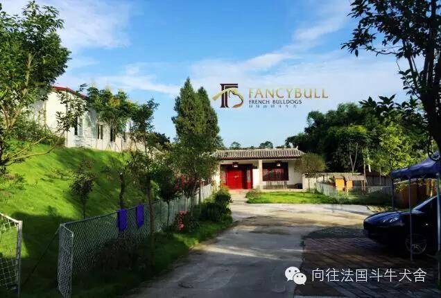 向往优宠贵吗,秋田犬幼犬出售的价格是多少