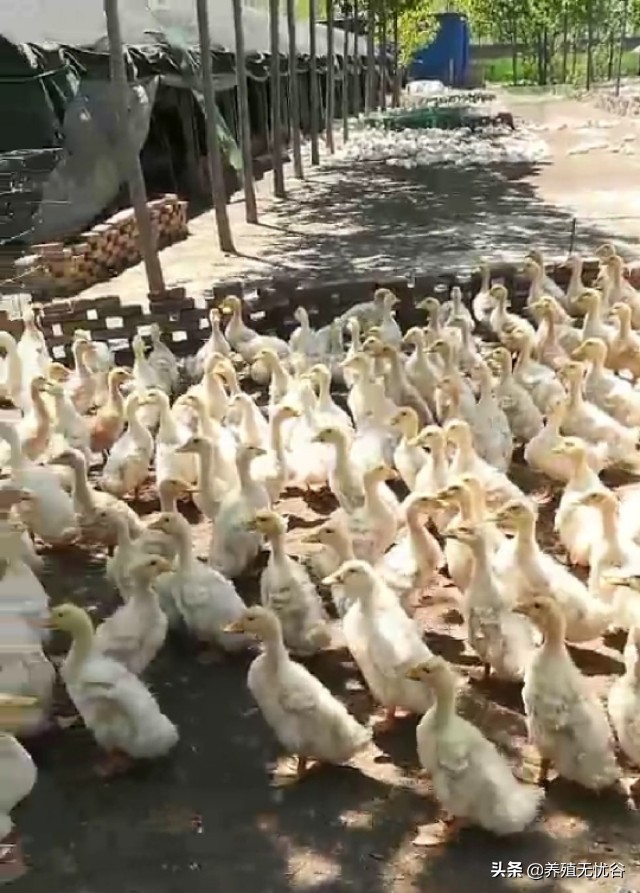 鸭子掉毛特效药,鸭子掉毛是怎么回事啊