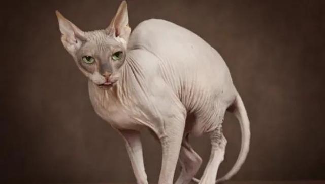 猫中的贵族,猫中的贵族蓝猫