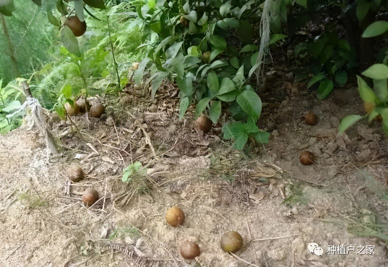 天天下雨柑橘树锈壁虱多吗,柑橘锈壁虱几月份打药