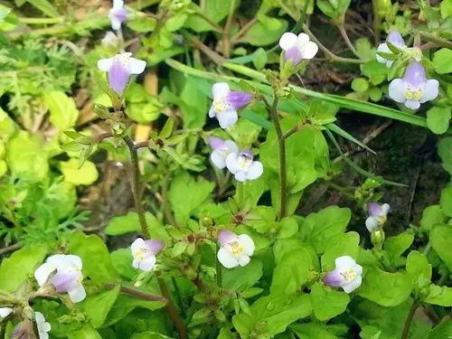 那些常见却叫不上名字的野花野草,常见的野花野草却是农家之宝