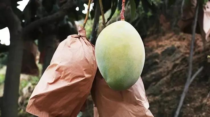 鑺掓灉娌欏啺澶忓ぉ娓呭噳,澶忔棩鑺掓灉娌欏啺