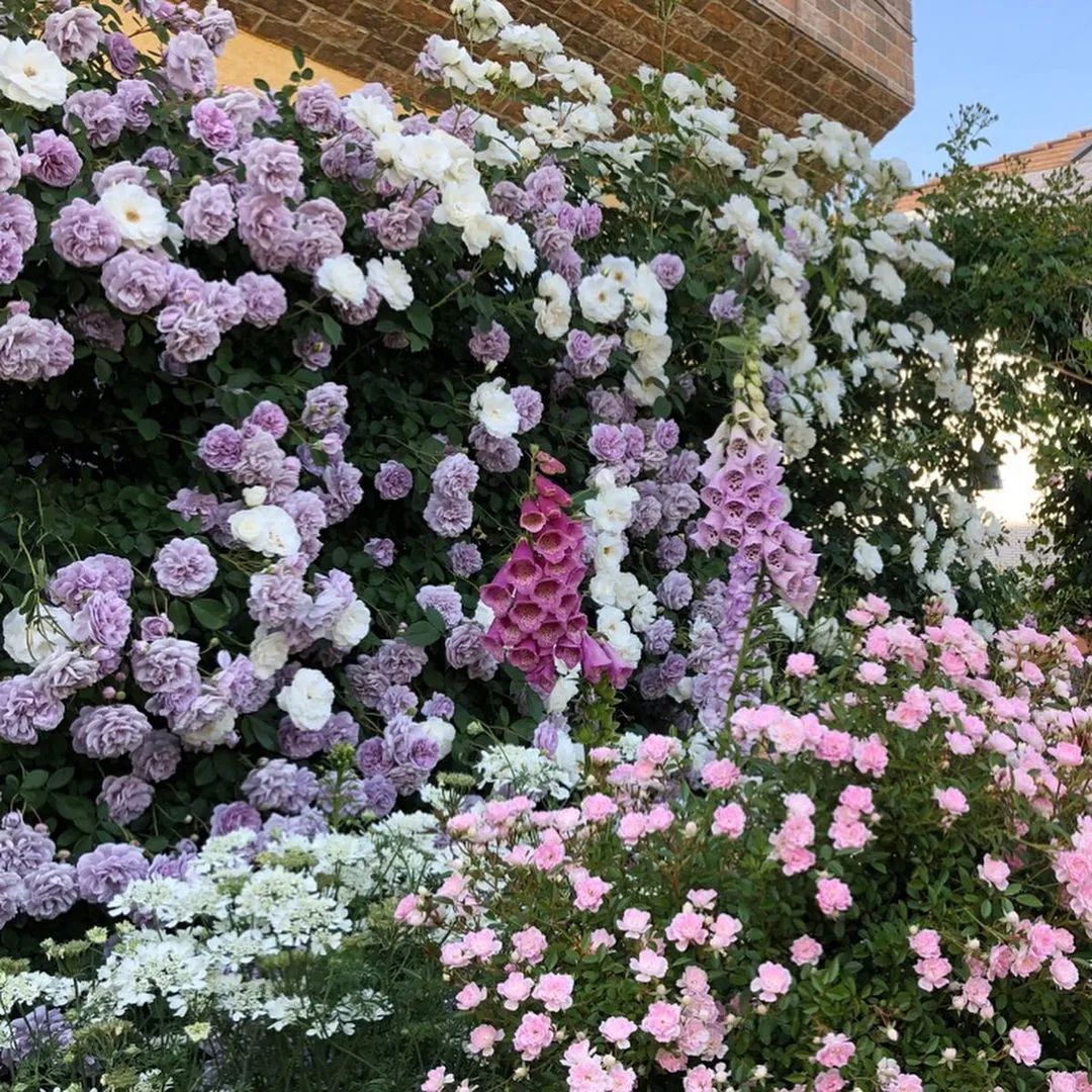 太毒了！“别人家”的月季花园，美到让人窒息