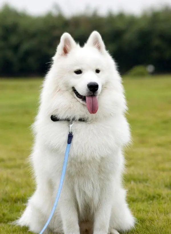 狗狗脓皮症可以用碘伏吗,狗狗脓皮病的症状是什么