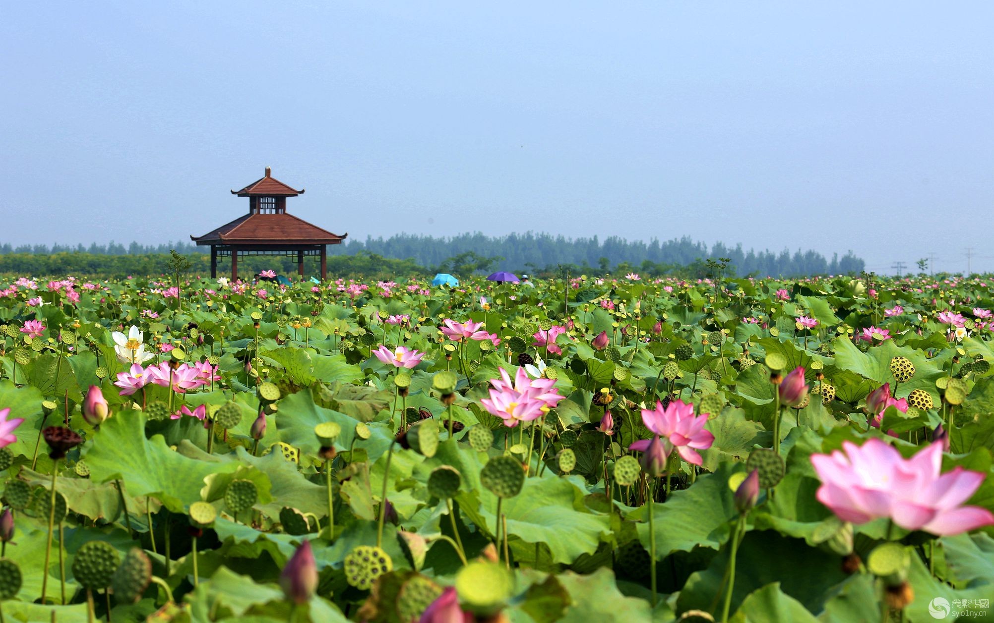 江西省萍乡旅游景点大全地图,萍乡市莲花茶马古道旅游景区